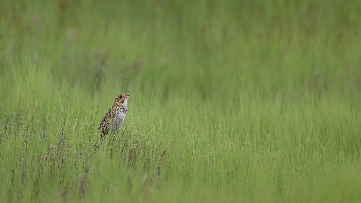 spisstjertspurv - ML645368889