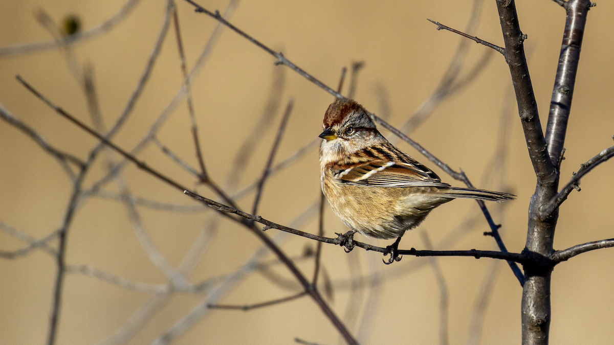 American Tree Sparrow - ML645368892