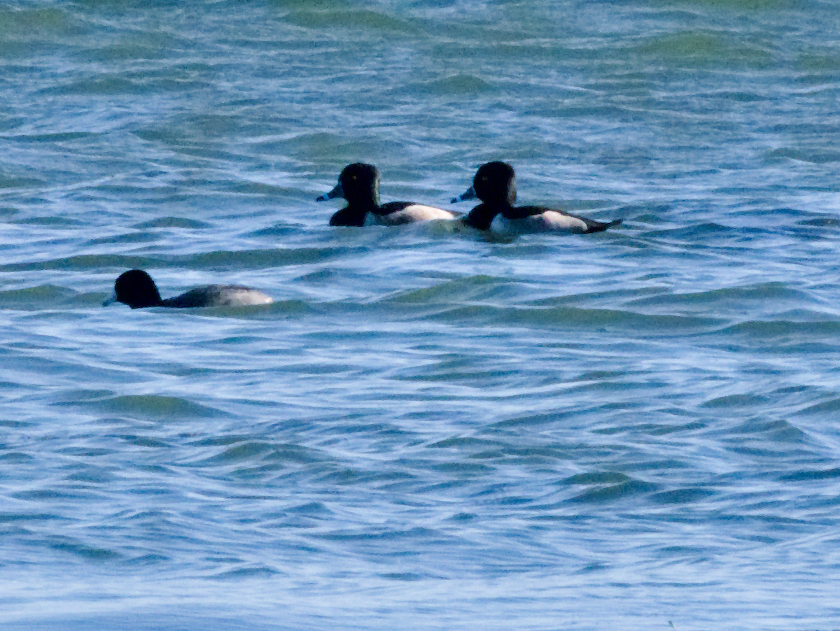 Ring-necked Duck - ML645368918