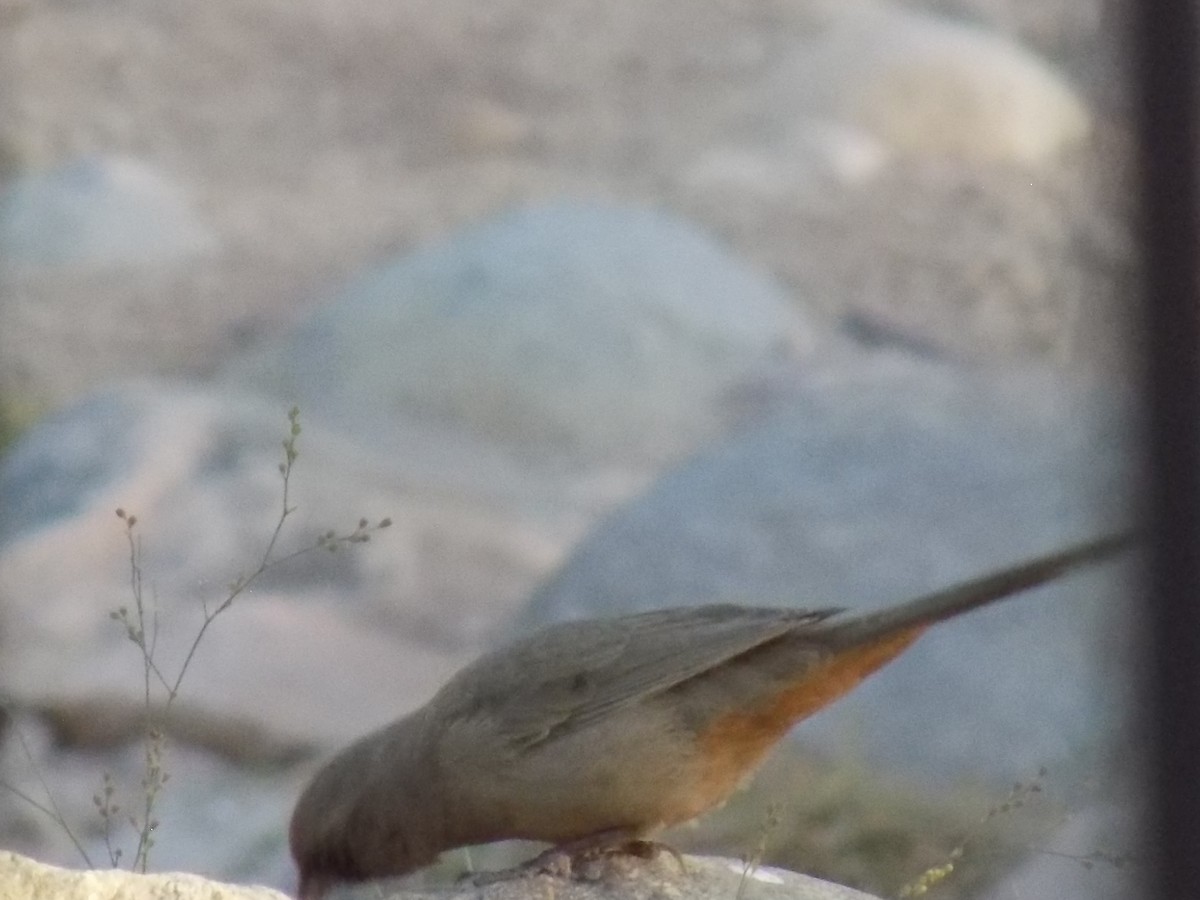 Abert's Towhee - ML645368925