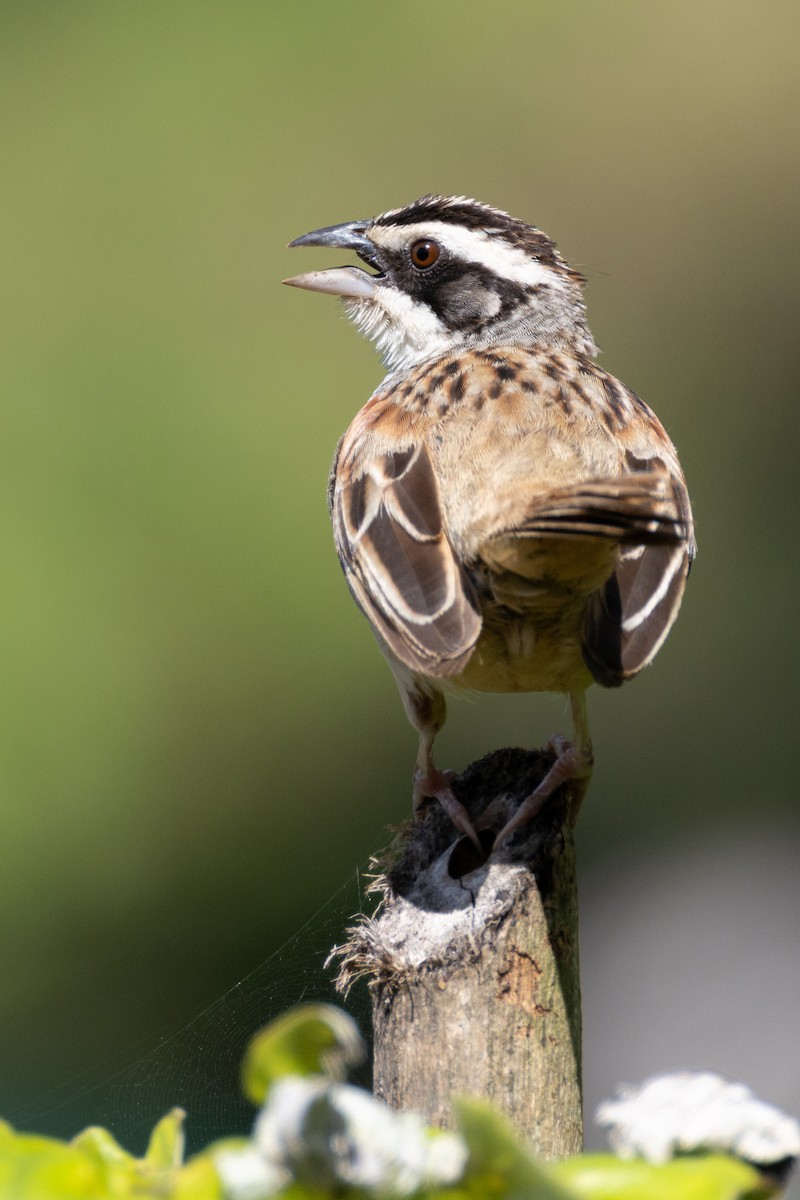 Stripe-headed Sparrow - ML645368927