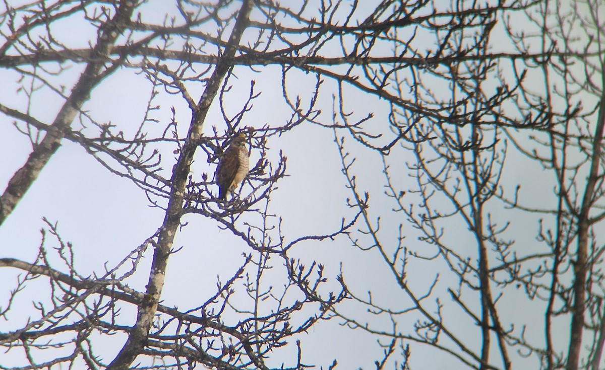 Broad-winged Hawk - ML645368932