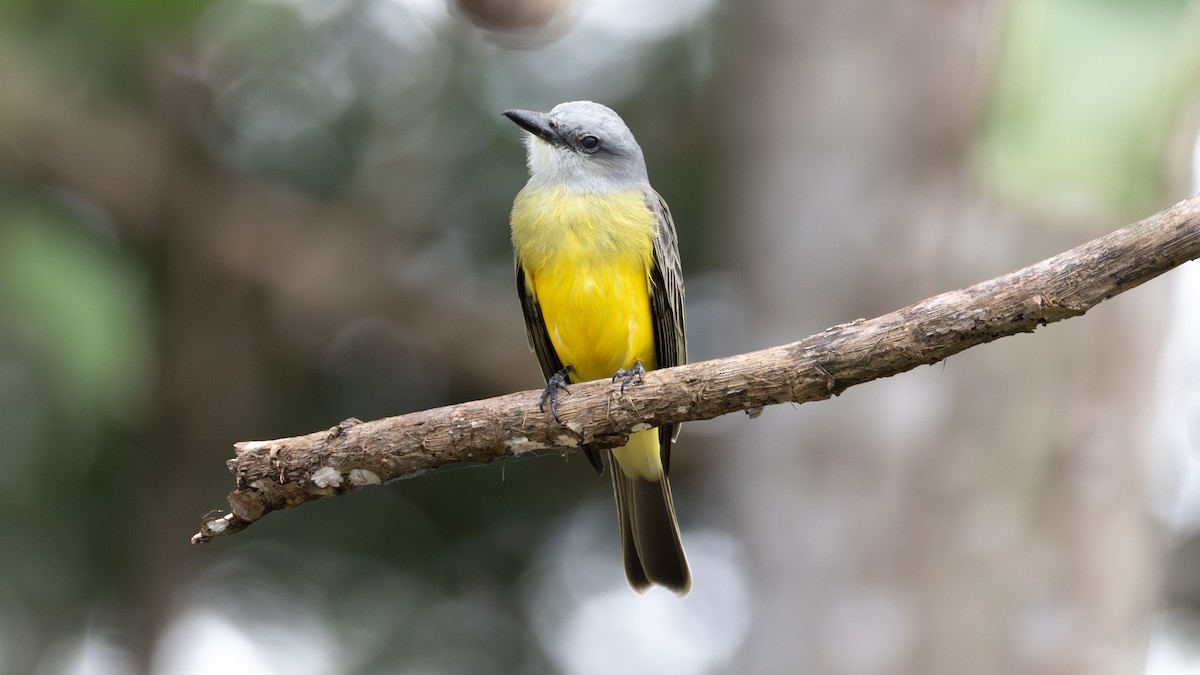 Tropical Kingbird - ML645368933