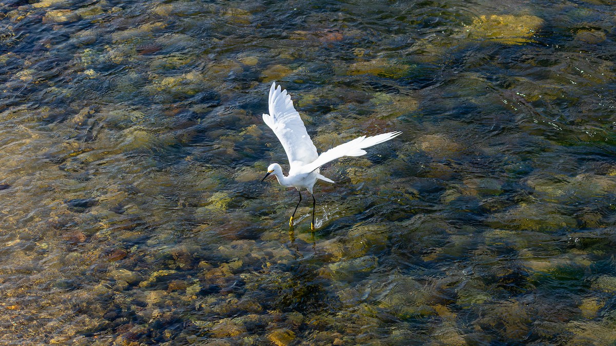 Snowy Egret - ML645368934