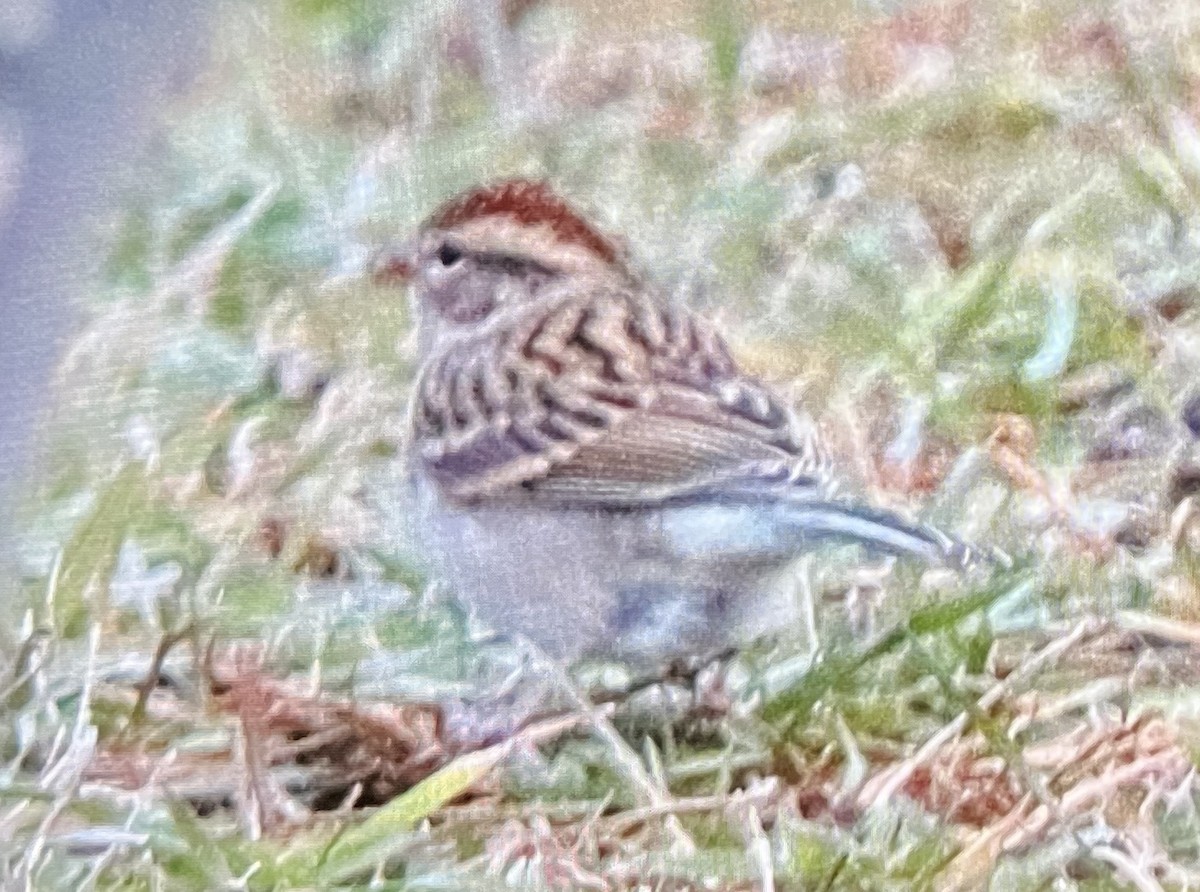 Chipping Sparrow - ML645368940