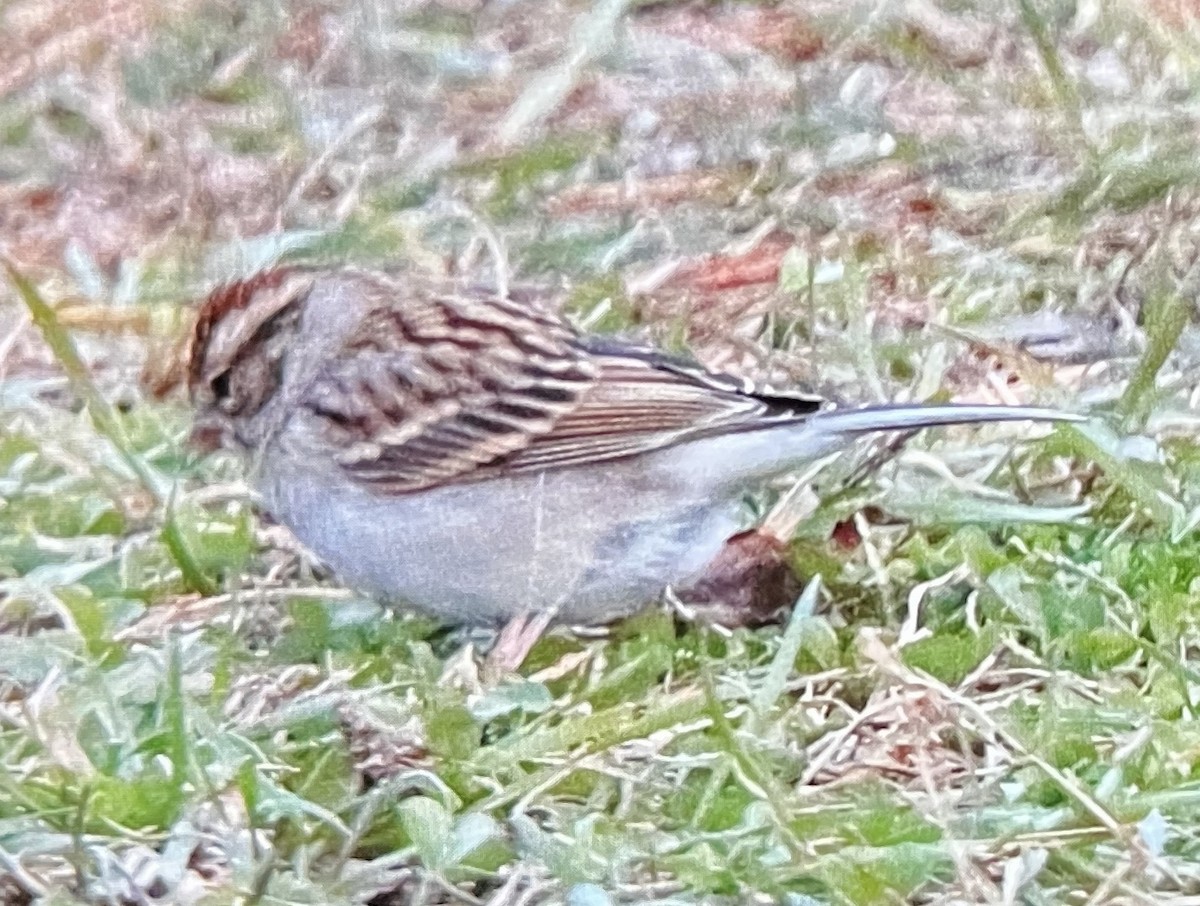 Chipping Sparrow - ML645368941