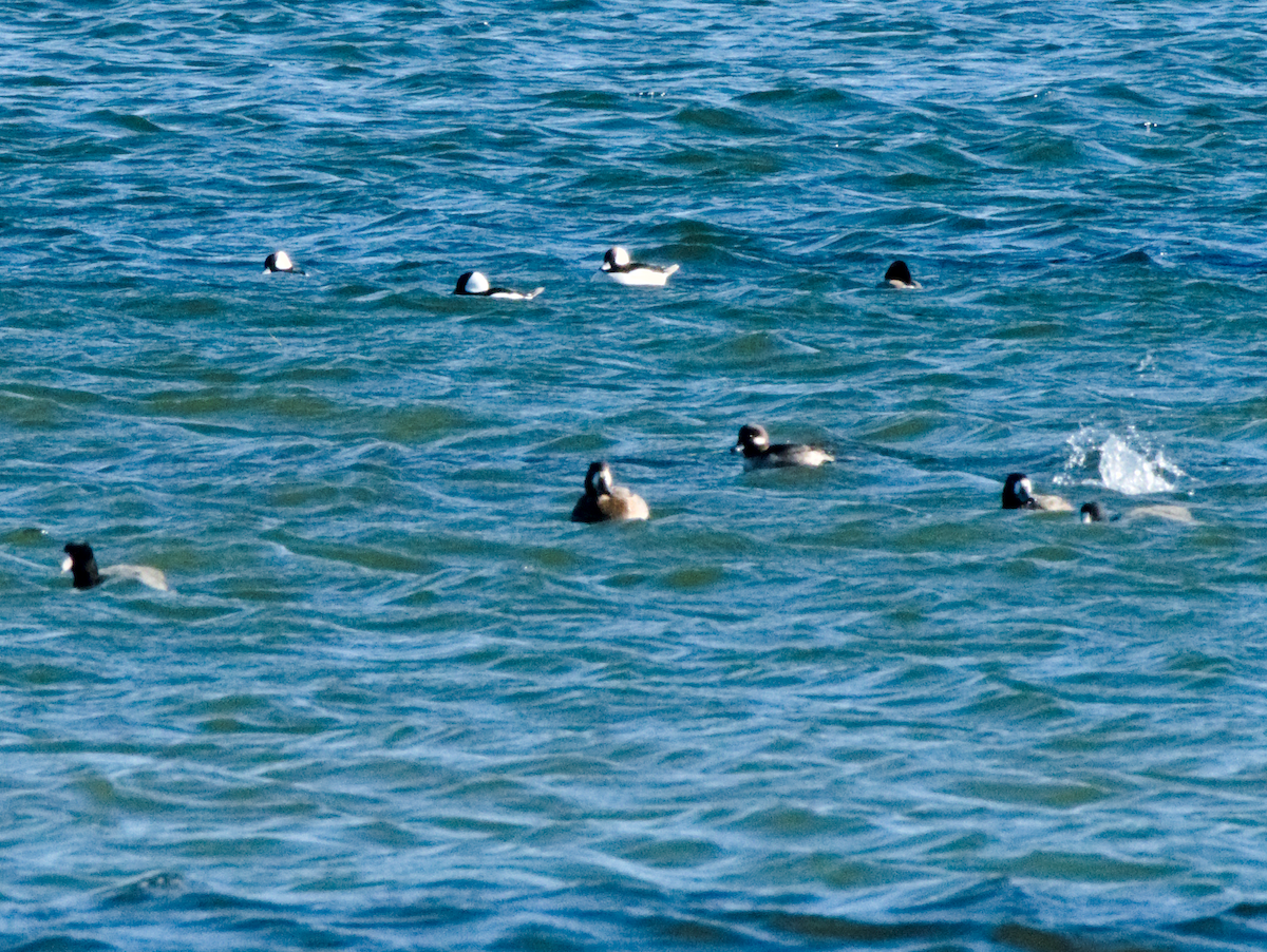 Bufflehead - ML645368944