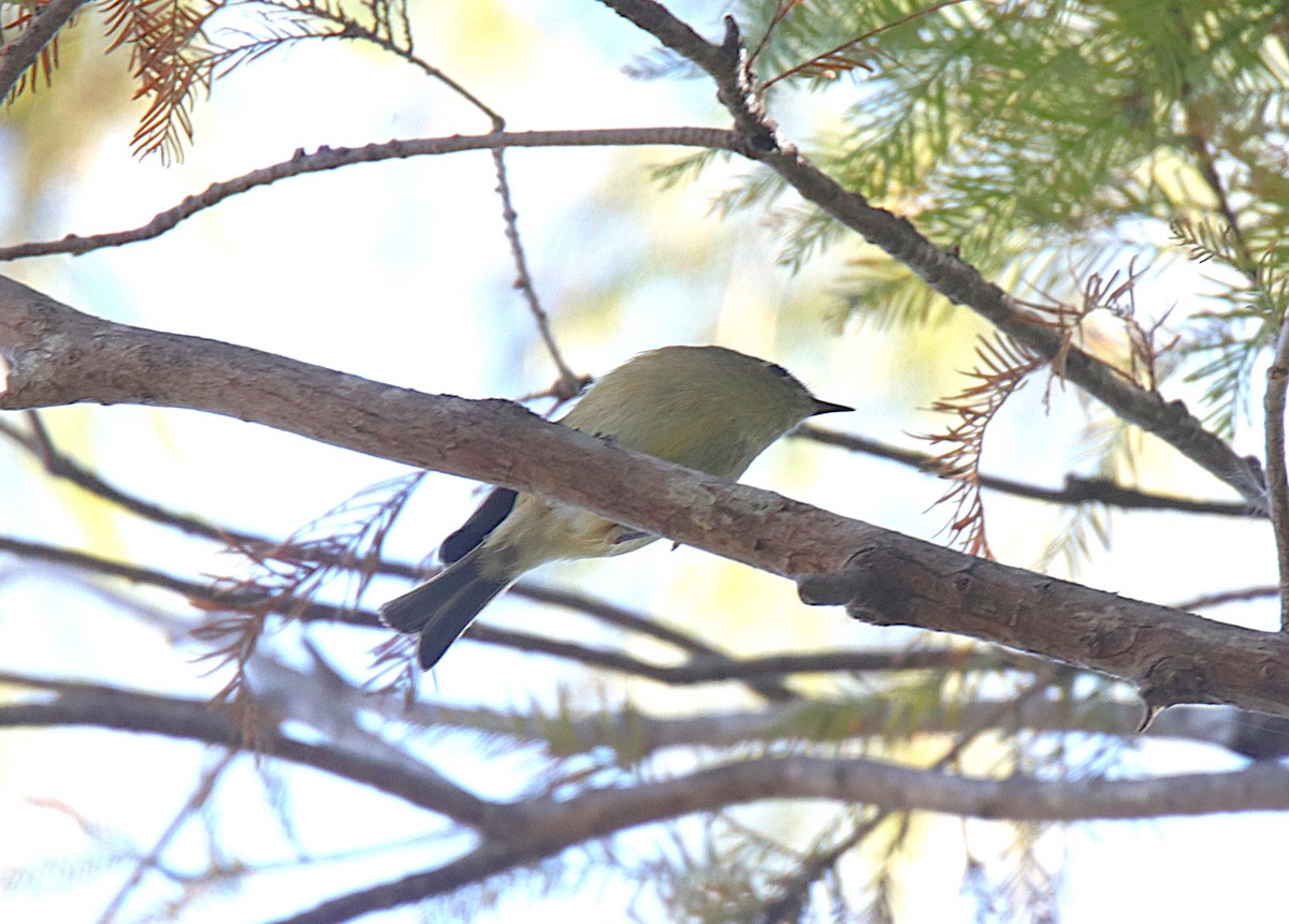 Золотомушка рубіновочуба - ML645368945