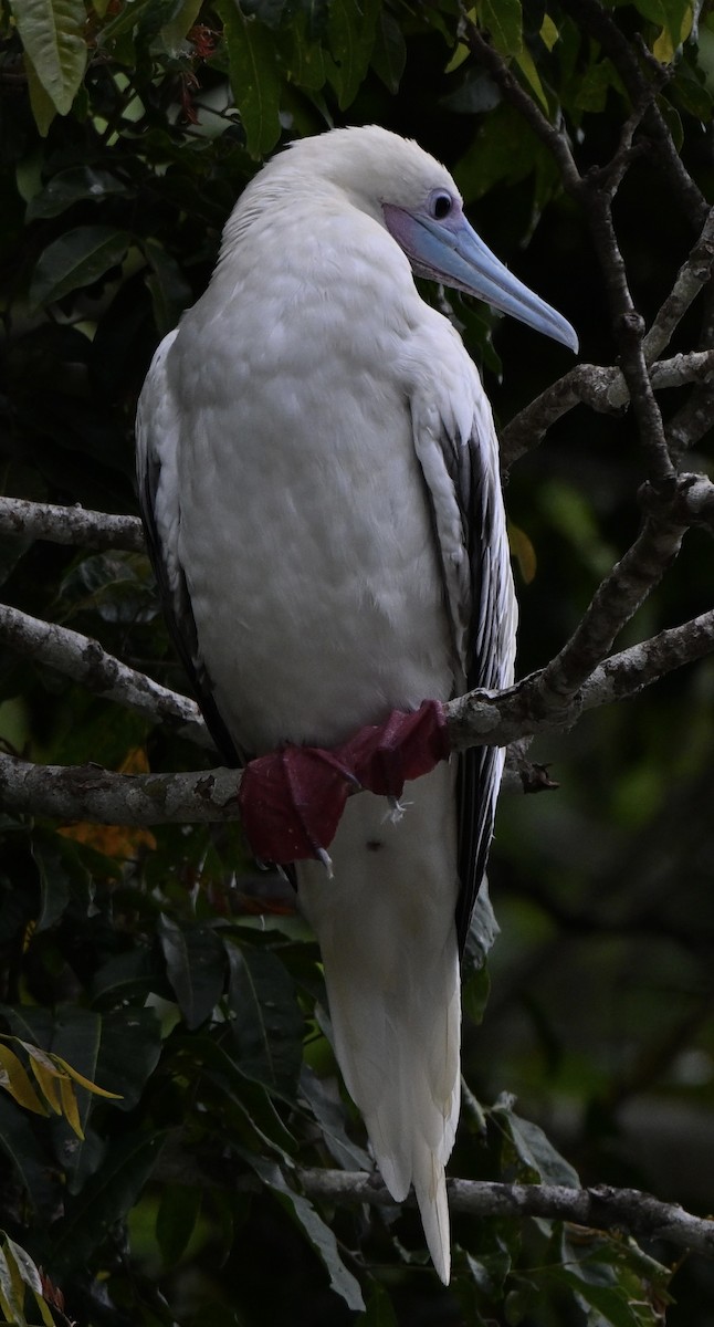 Сула червононога - ML645368947