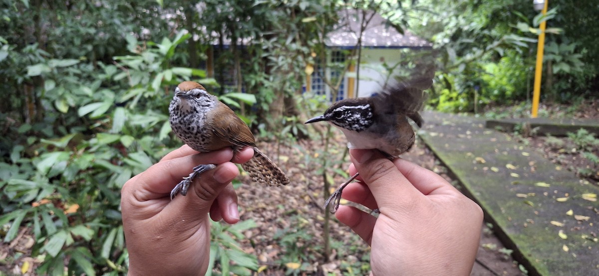 Fleckenbrust-Zaunkönig - ML645368955