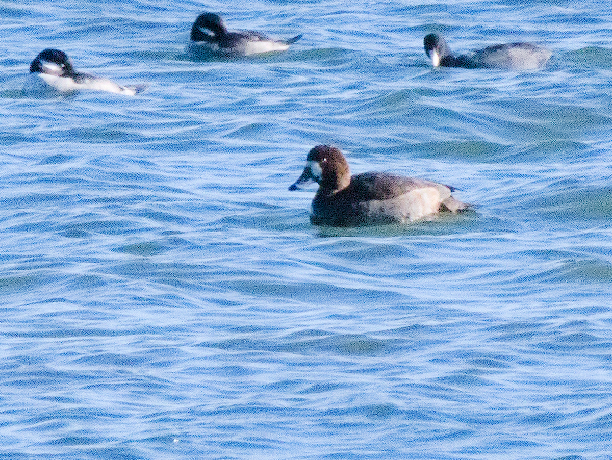 American Coot - ML645368958