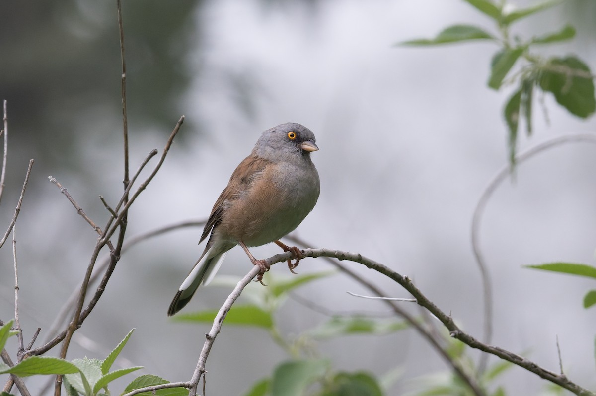 Baird Junkosu - ML645368961