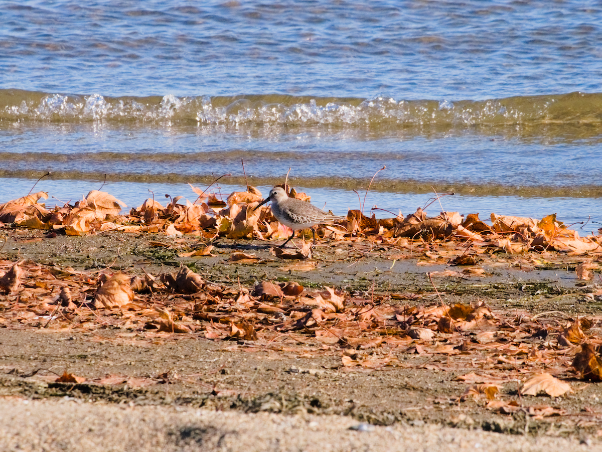 Dunlin - ML645368964