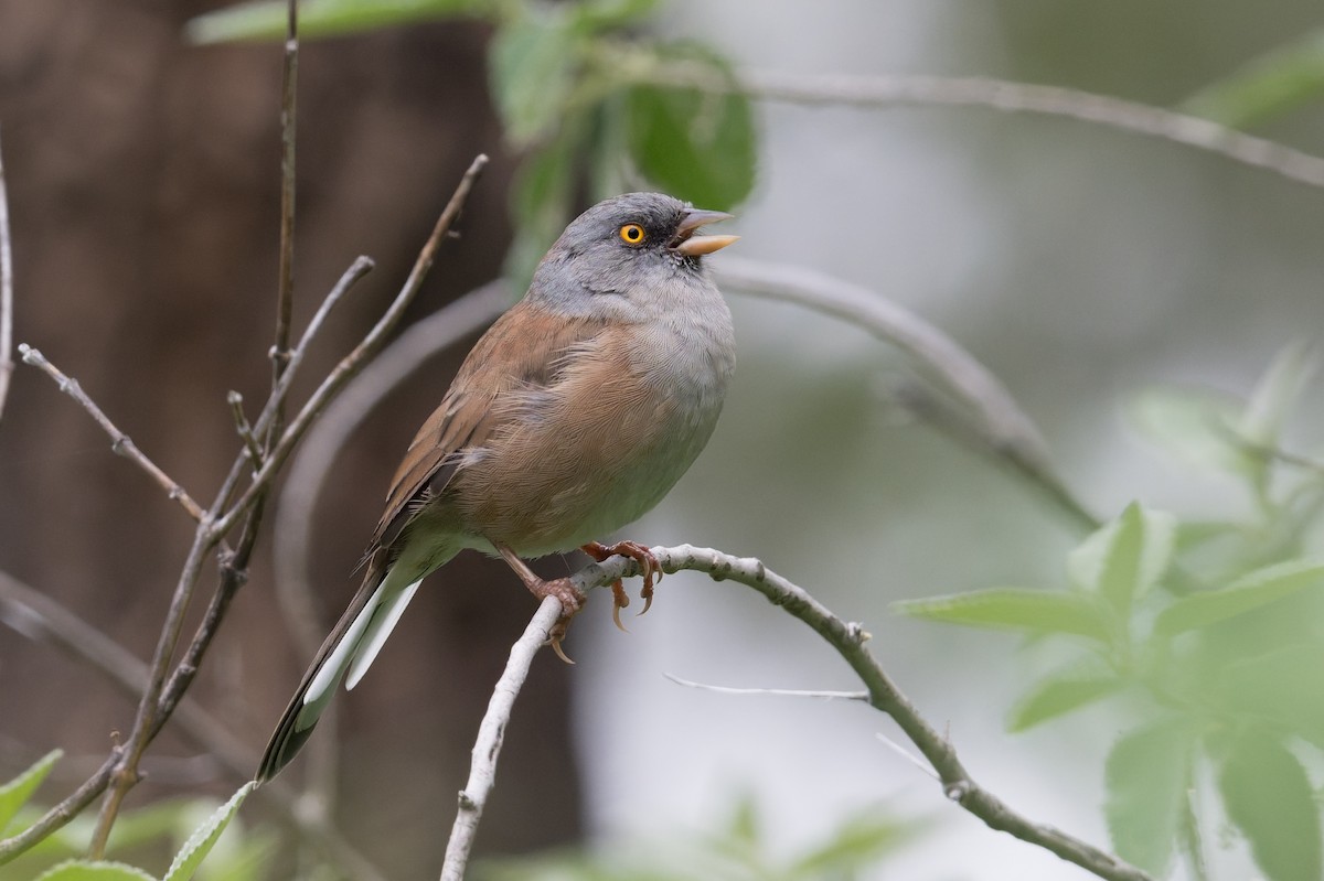 Baird Junkosu - ML645368966