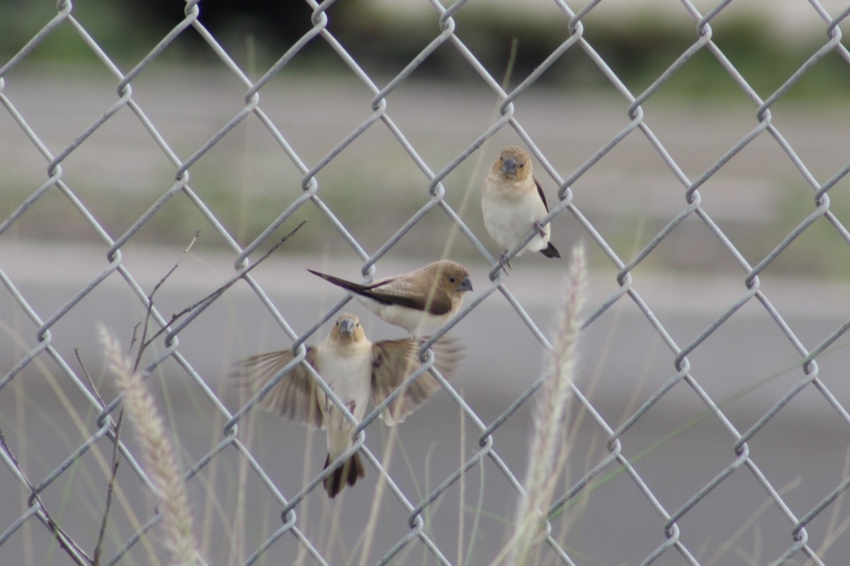 African Silverbill - ML645368967