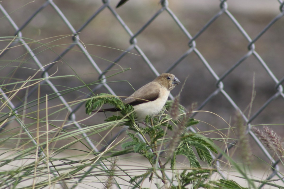 African Silverbill - ML645368968