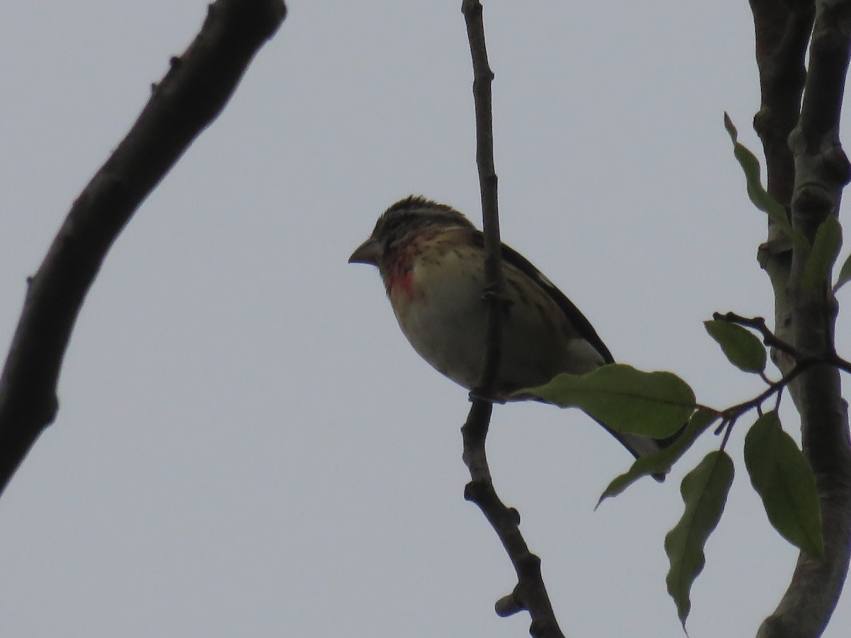 Rose-breasted Grosbeak - ML645368971