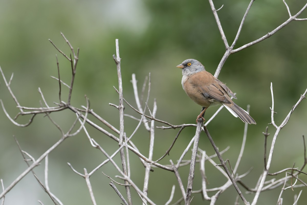 Baird Junkosu - ML645368977