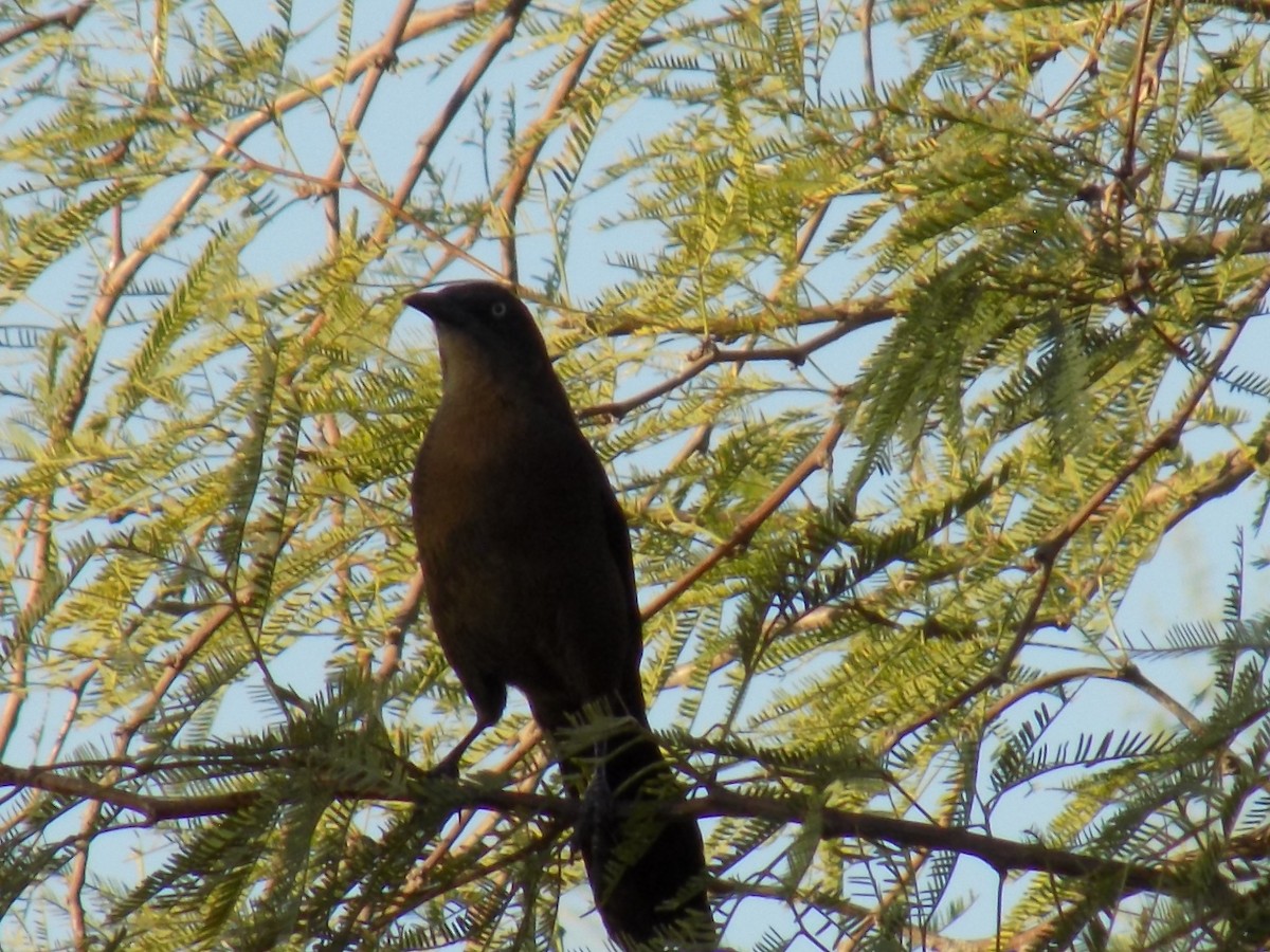 vlhovec velkoocasý - ML645368979