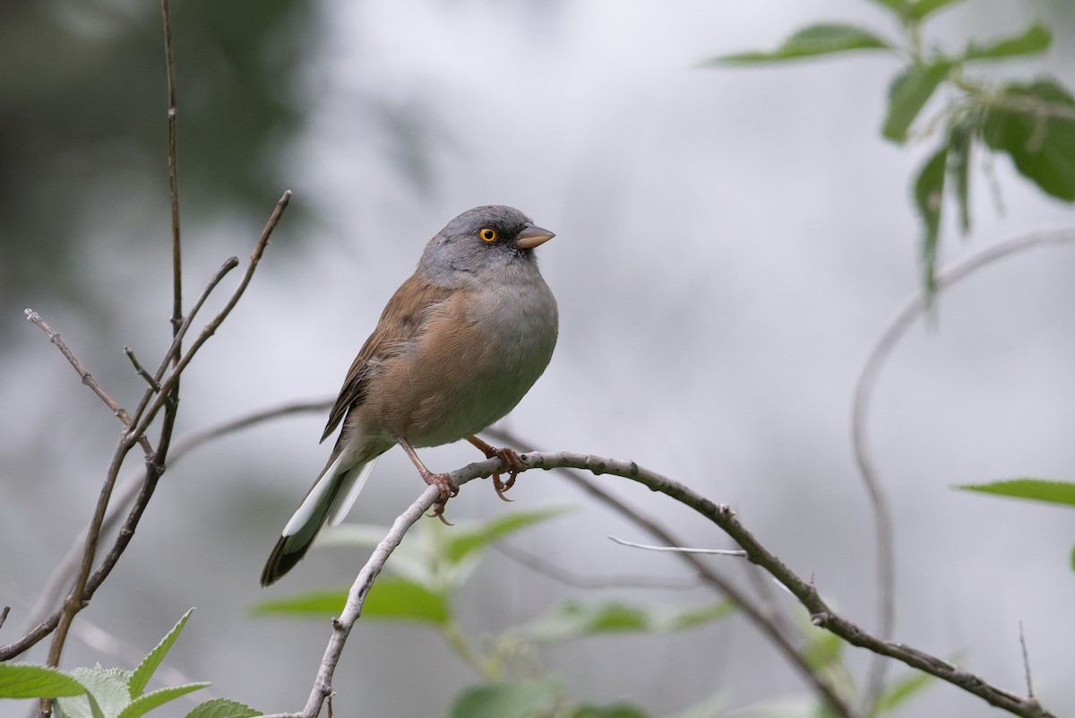 Baird Junkosu - ML645368981