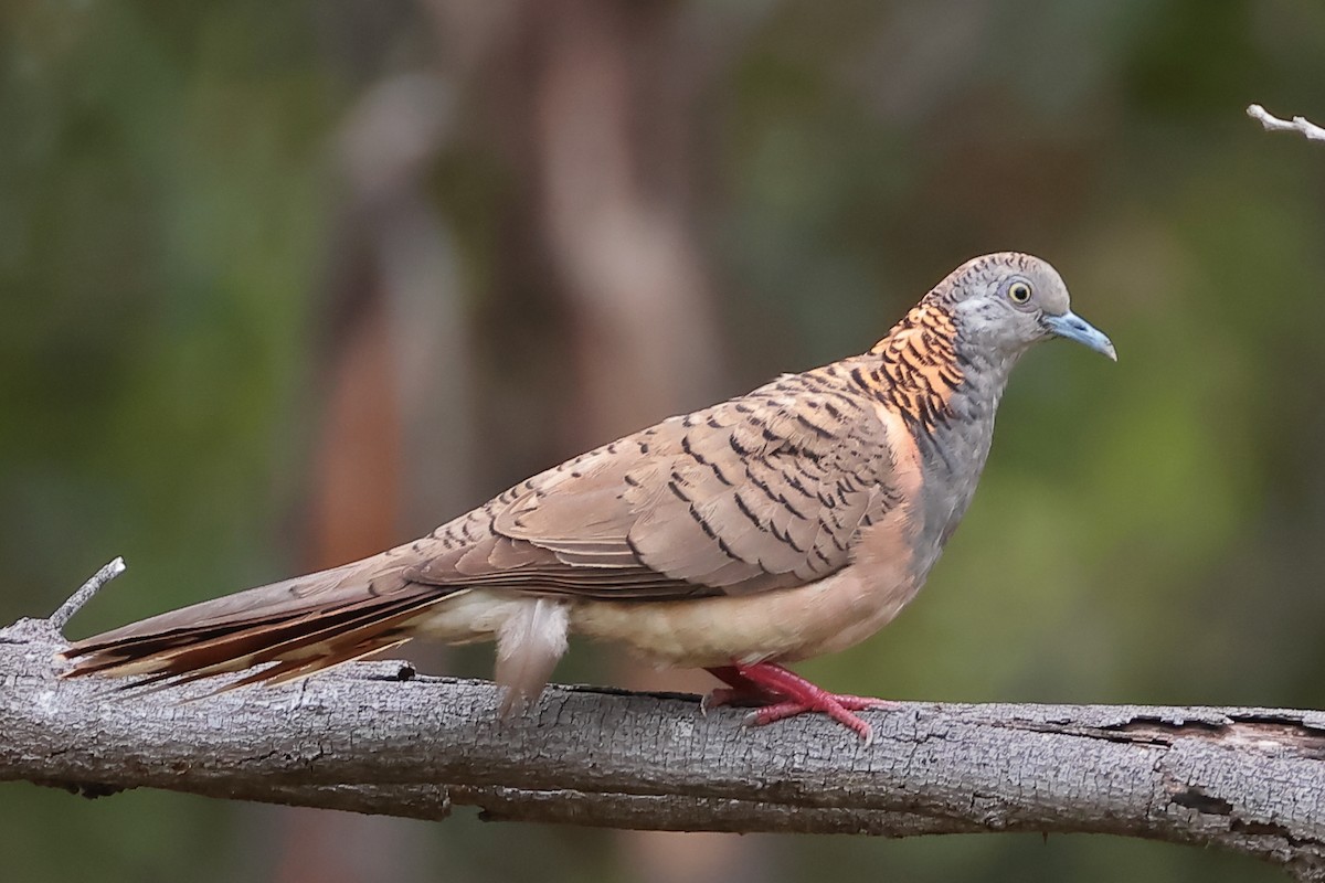 Bar-shouldered Dove - ML645368983