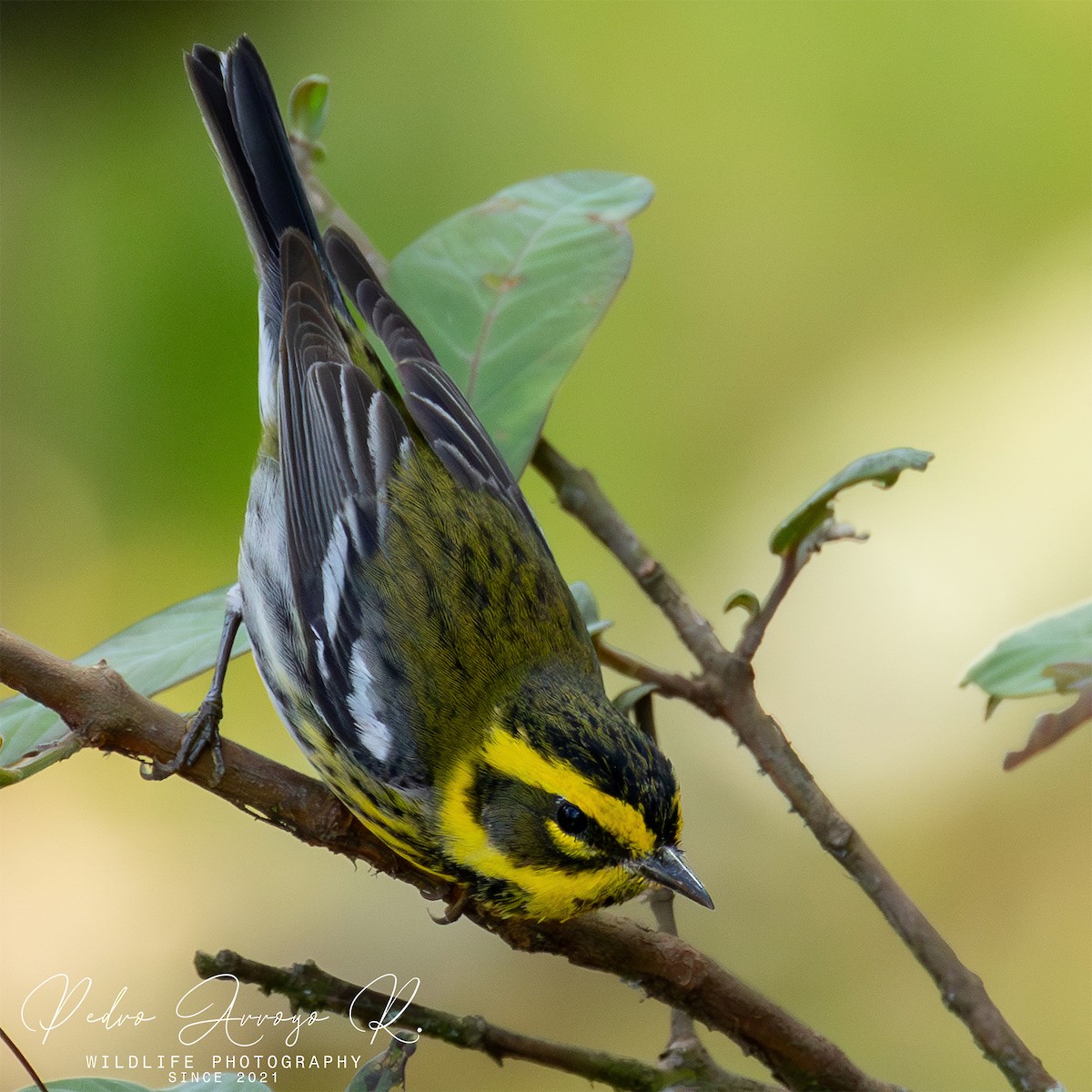 Townsend's Warbler - ML645368999