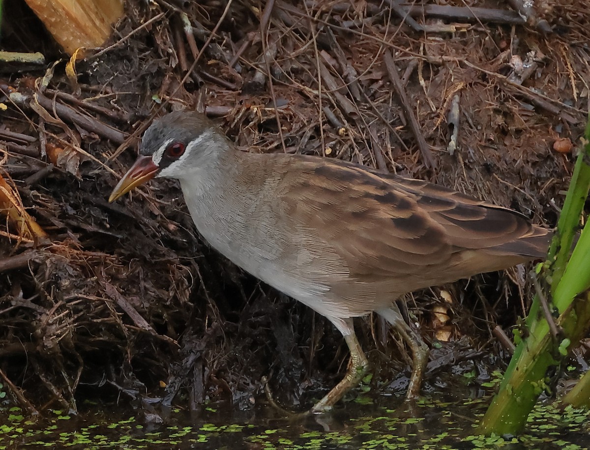 White-browed Crake - ML645369007