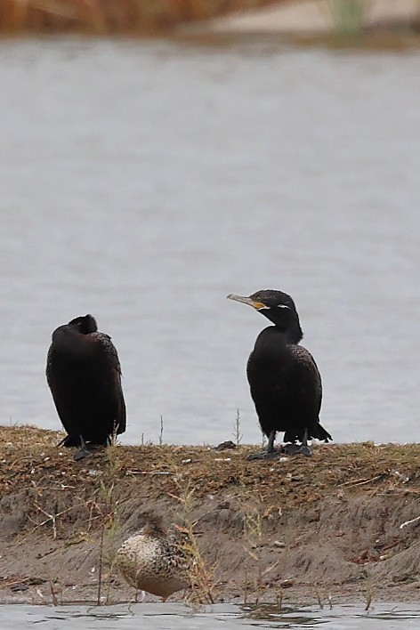Neotropic Cormorant - ML645369012