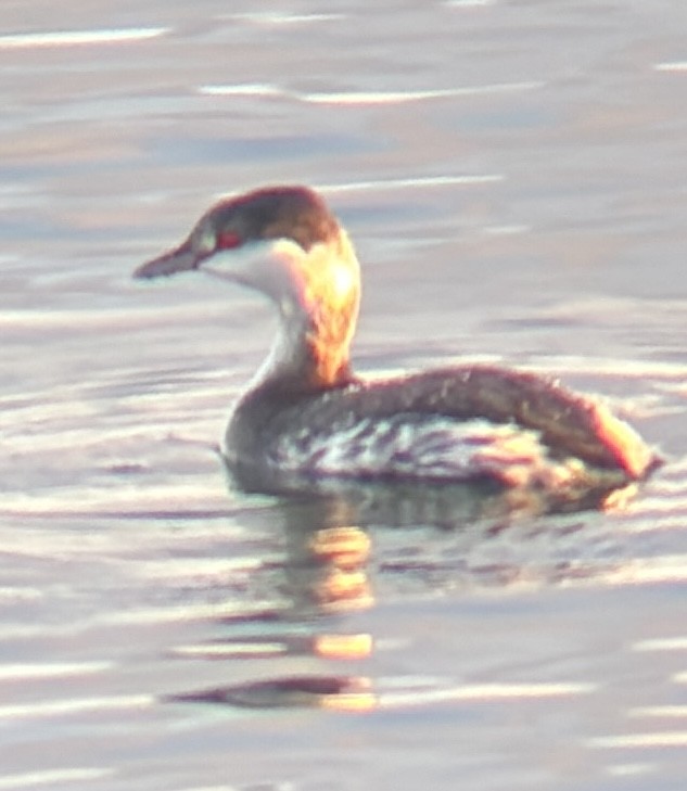 Horned Grebe - ML645369015