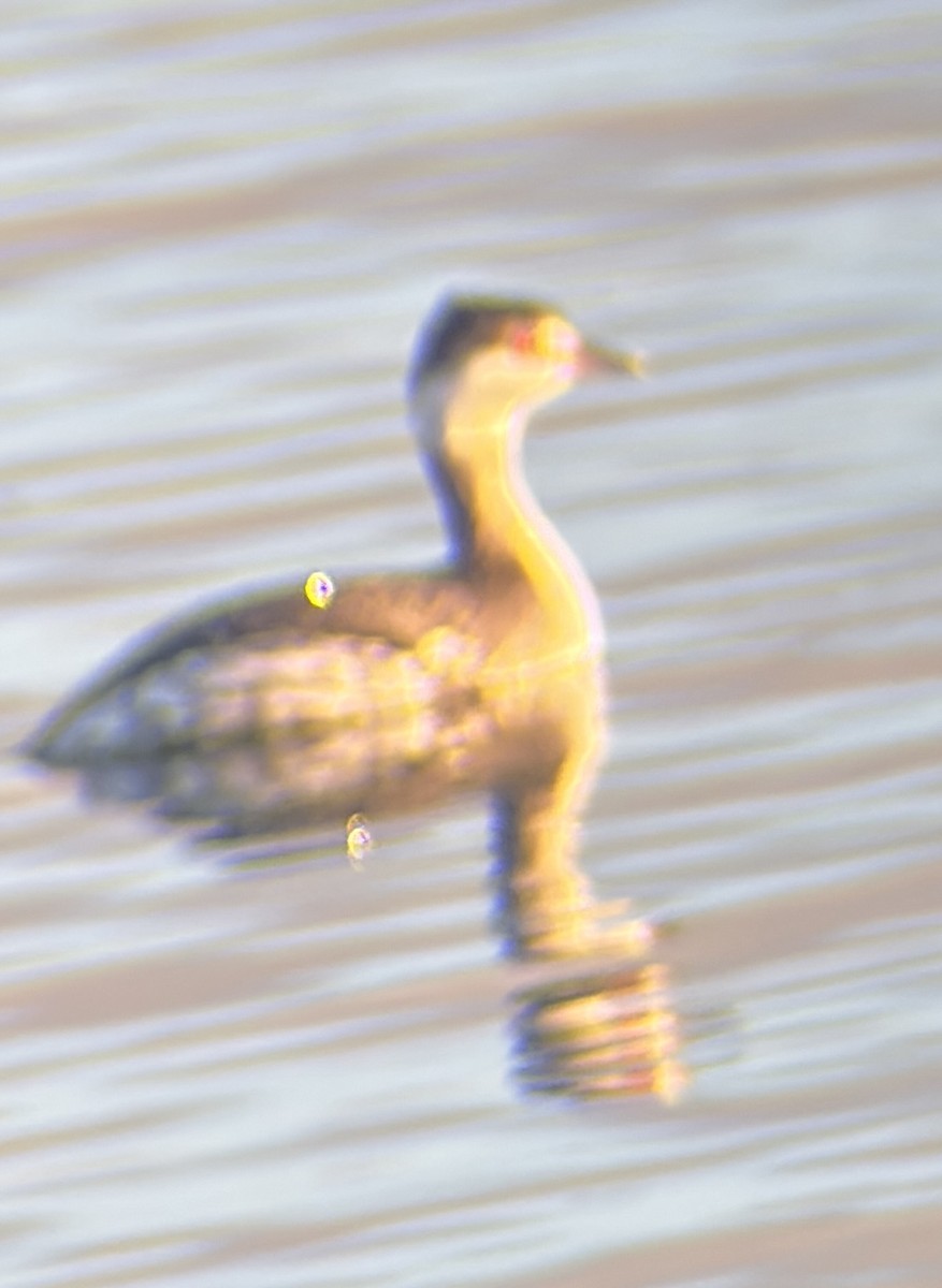Horned Grebe - ML645369016