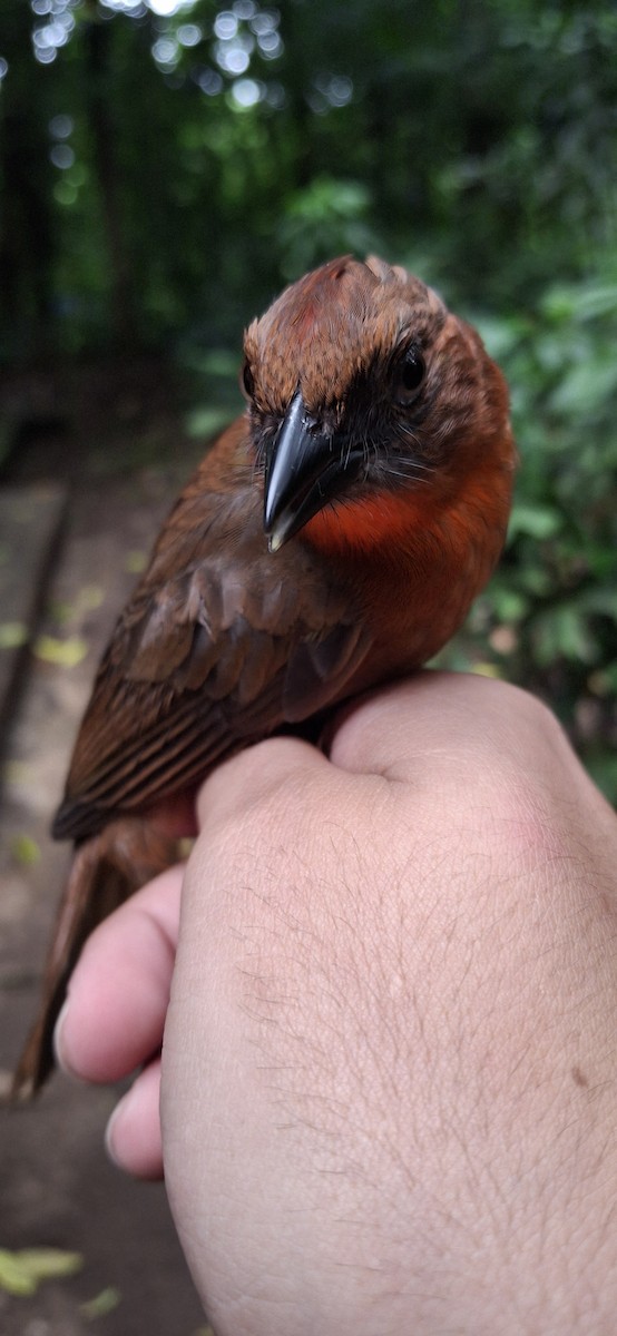 Red-throated Ant-Tanager (Salvin's) - ML645369017