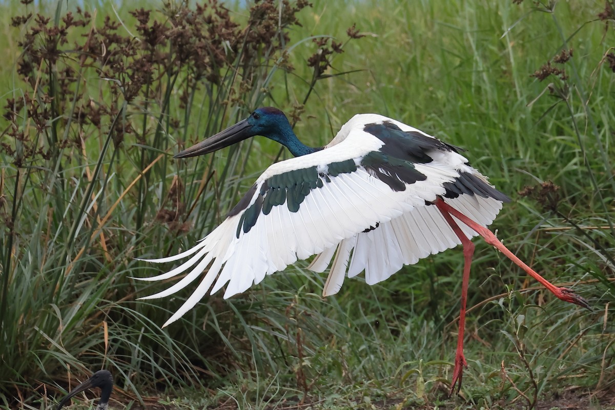 Black-necked Stork - ML645369027