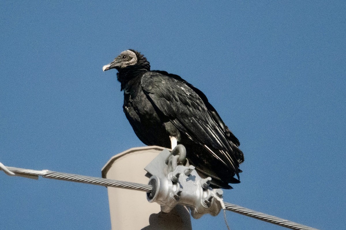 Катарта чорна - ML645369029