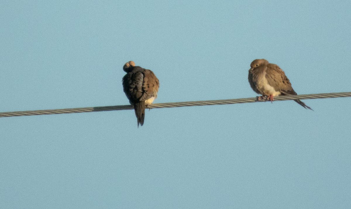 Mourning Dove - ML645369030