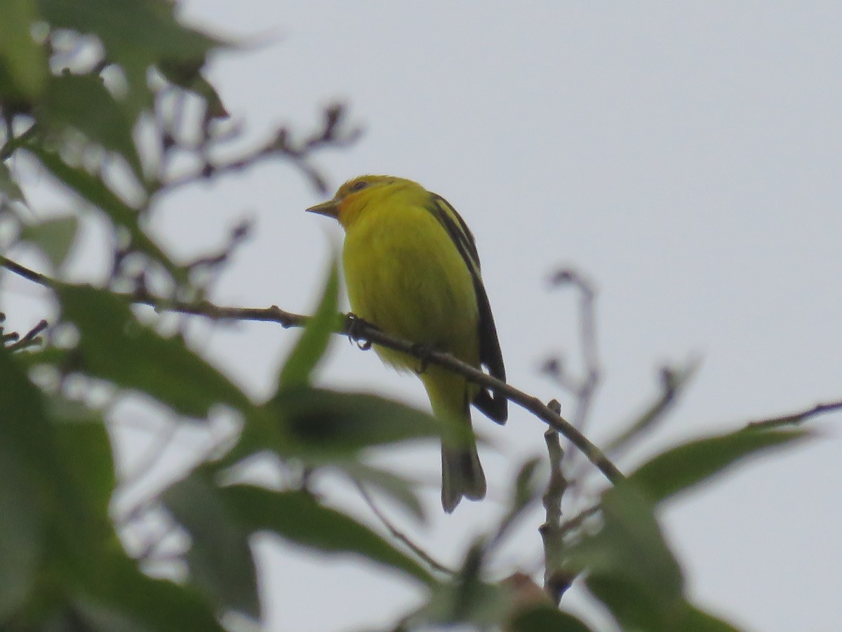 Western Tanager - ML645369031