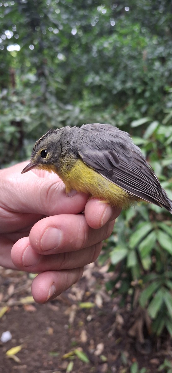 Golden-crowned Warbler - ML645369032