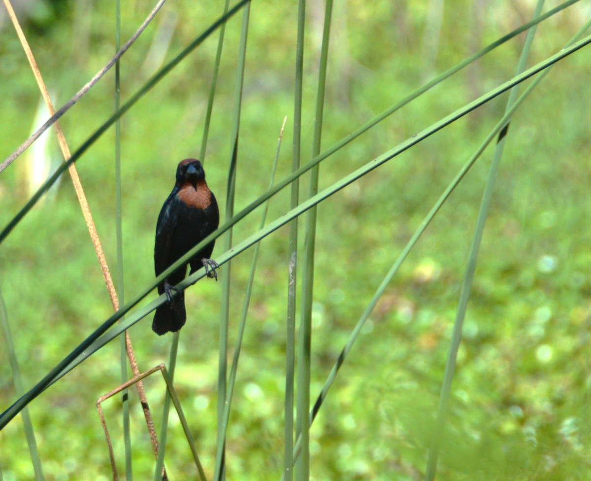 Chestnut-capped Blackbird - ML645369035