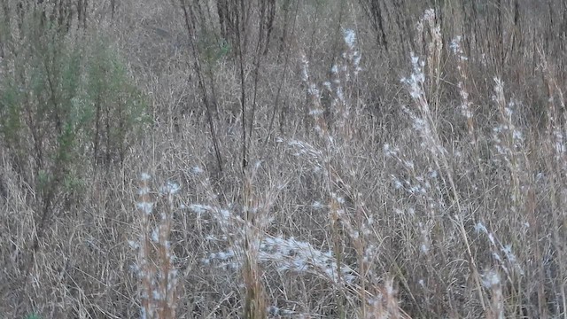 Henslow's Sparrow - ML645369036