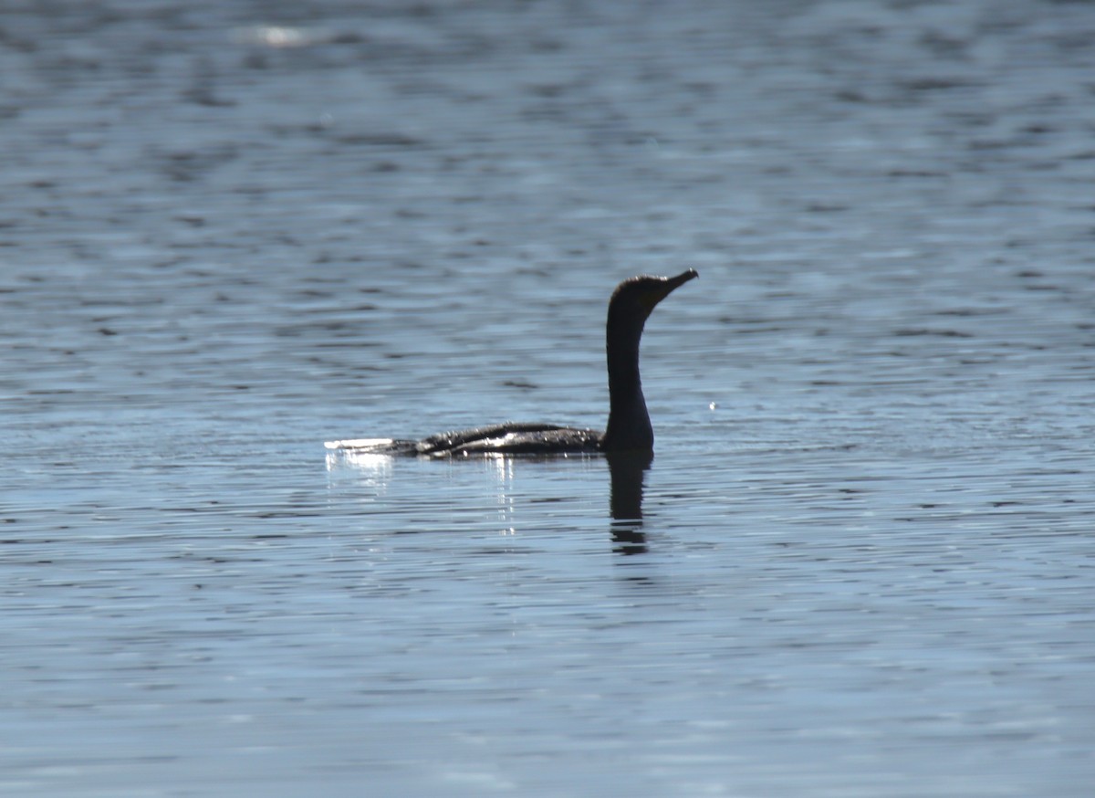 Double-crested Cormorant - ML645369048
