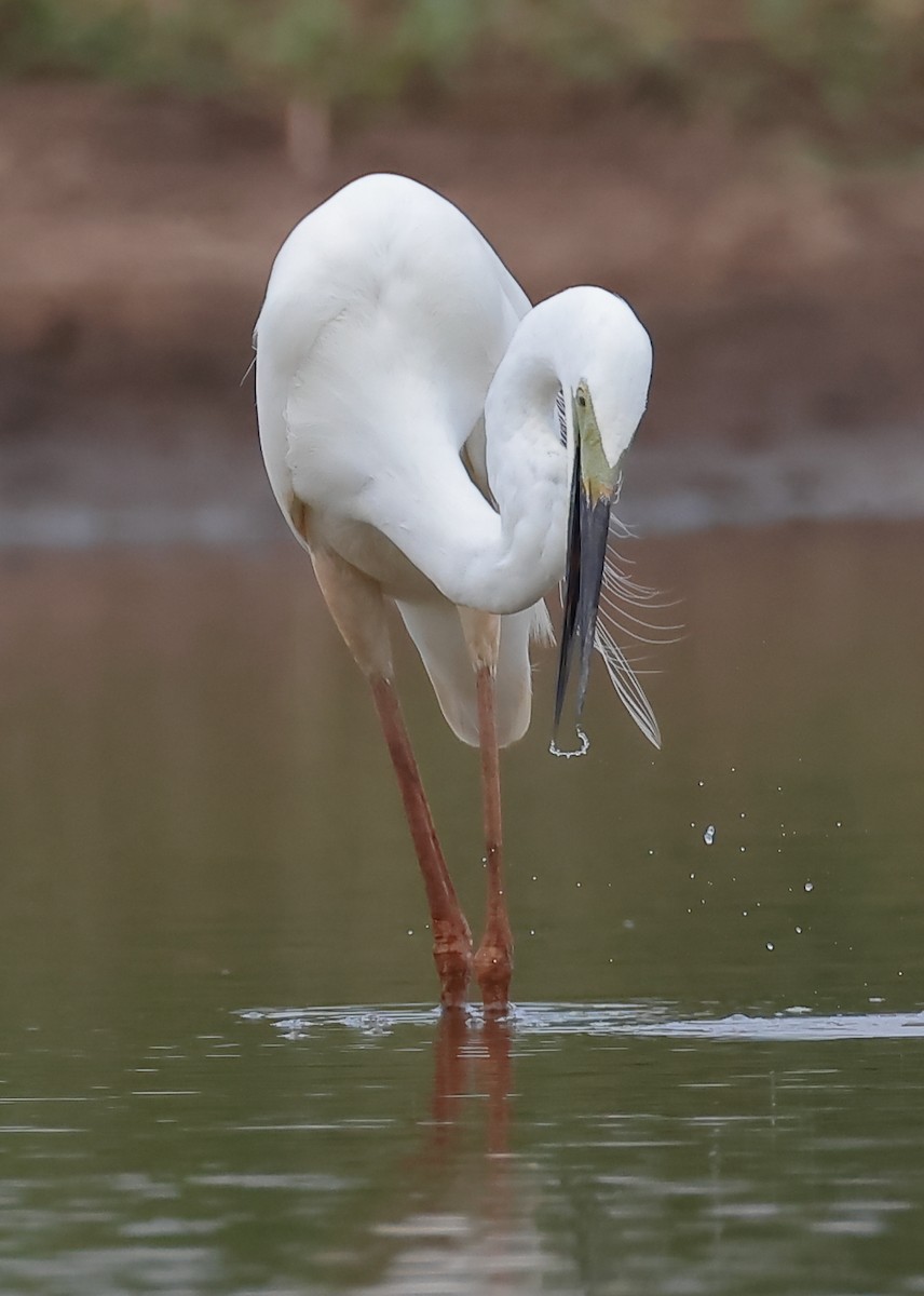 Great Egret - ML645369049