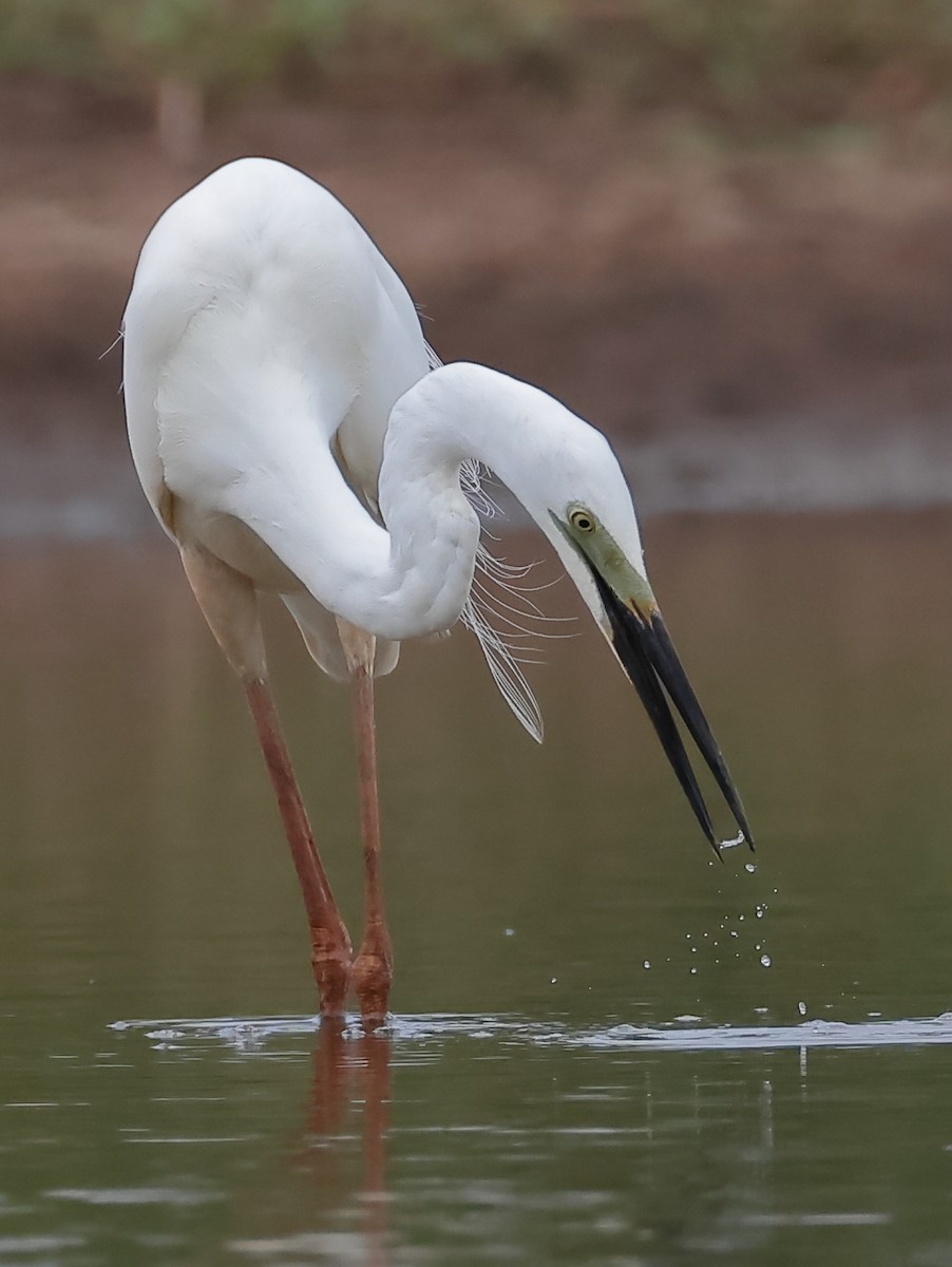 Great Egret - ML645369051