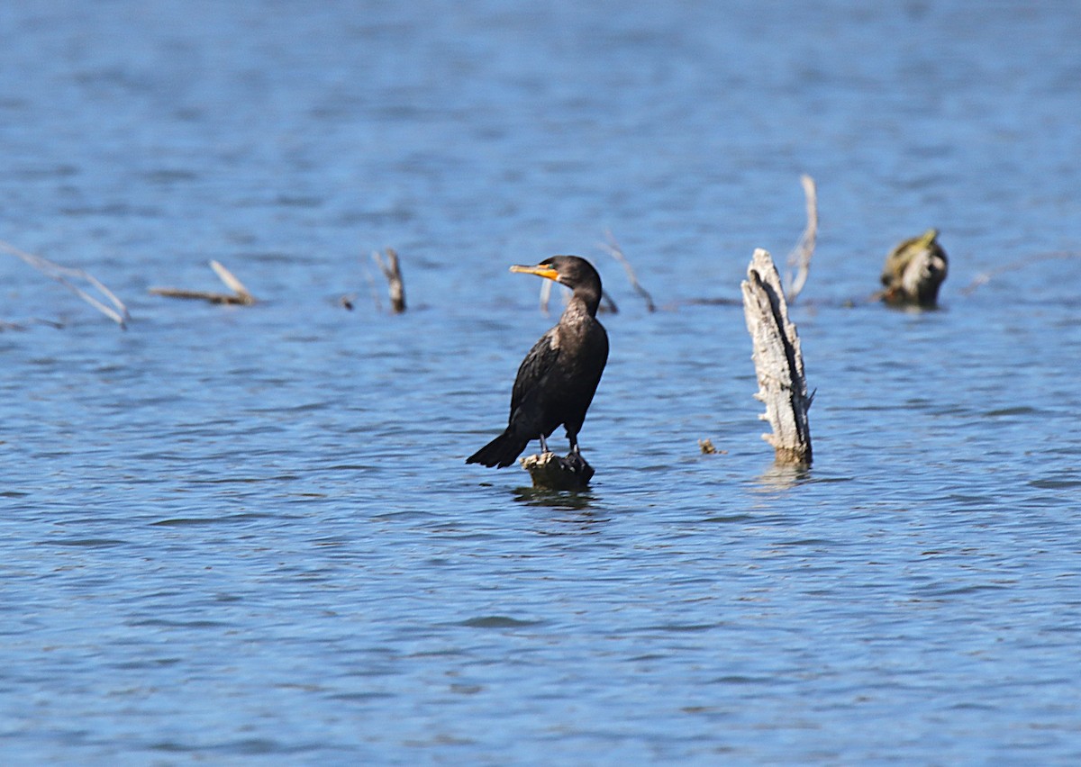 Double-crested Cormorant - ML645369052