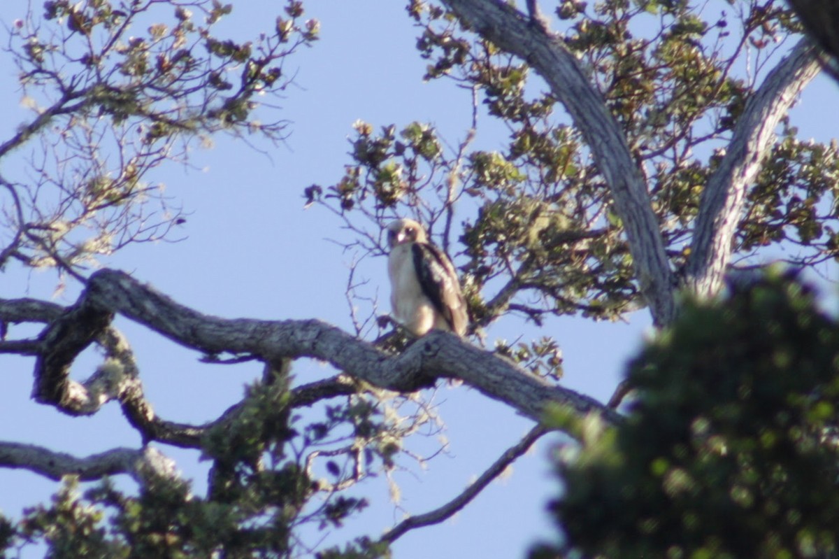 Hawaii Şahini - ML645369060