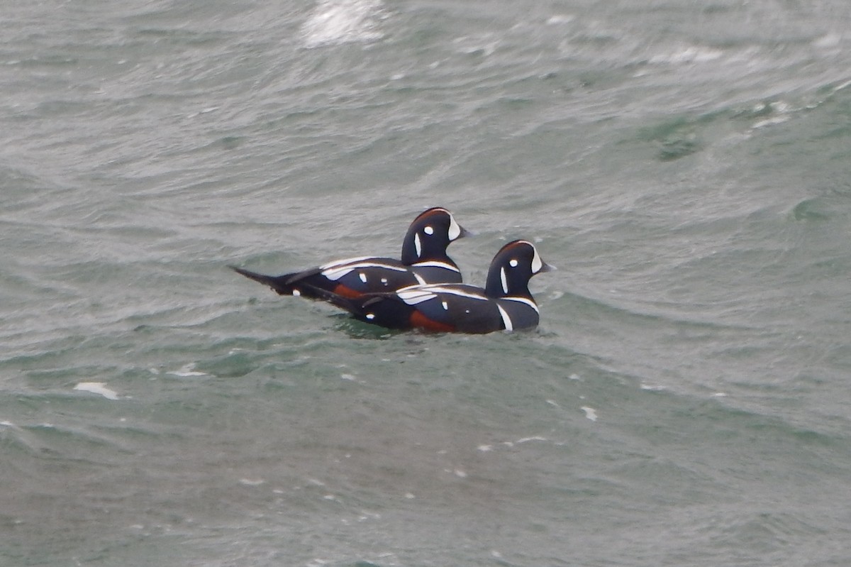 Harlequin Duck - ML645369061