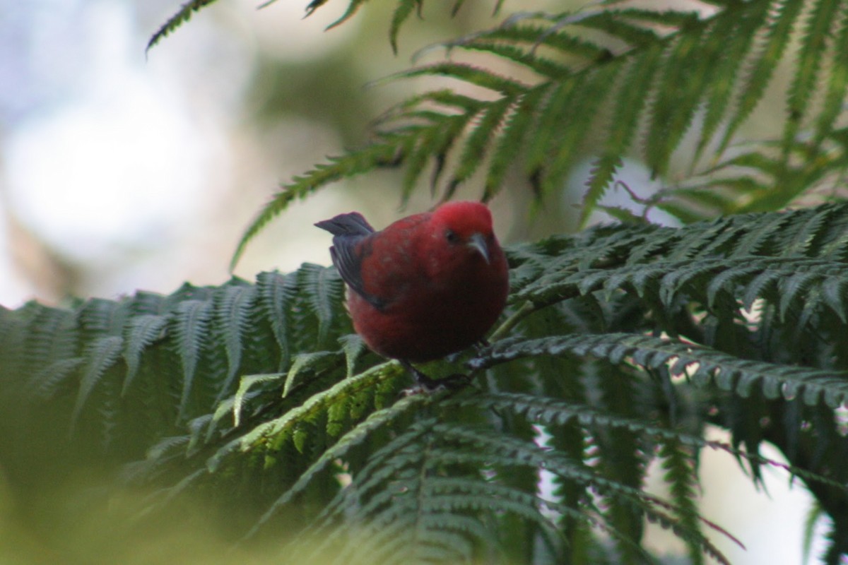 Апапане карміновий - ML645369071