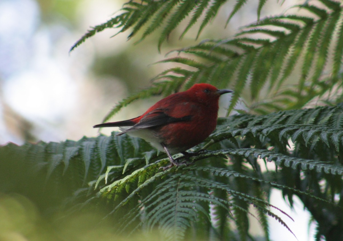 Апапане карміновий - ML645369072