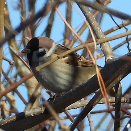 Ağaç Serçesi - ML645369102