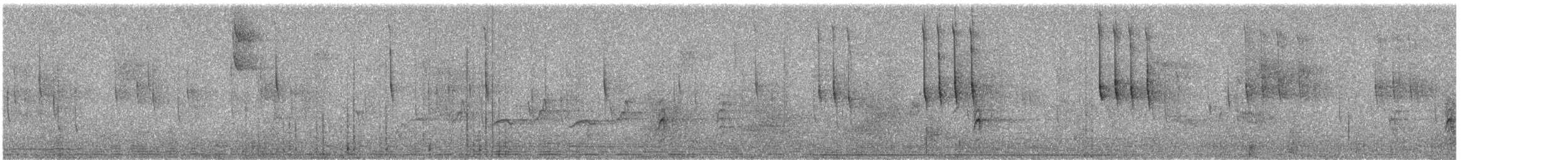 White-eared Hummingbird - ML645369107