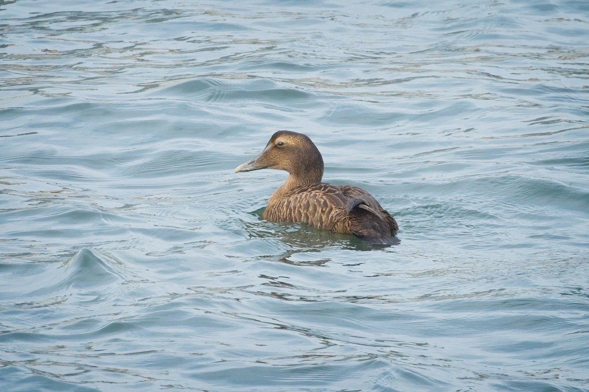 Common Eider - ML645369112