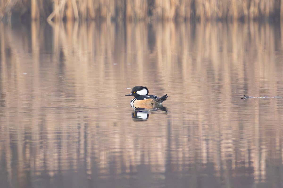 Hooded Merganser - ML645369120